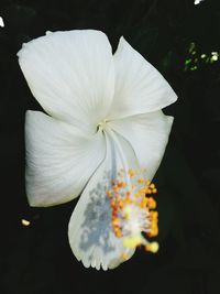 Close-up of white flower blooming against black background