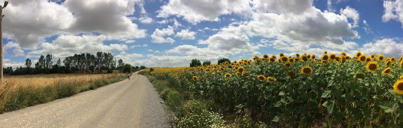 Panoramic view of agricultural field against sky