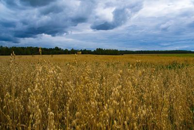 Scenic view of wheat field against sky