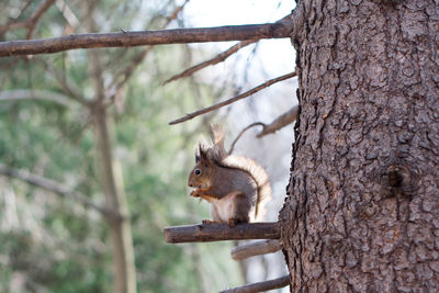 Squirrel on tree trunk against sky