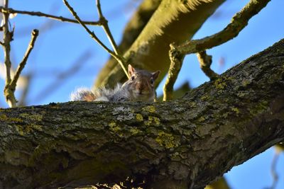 Low angle view of cat on tree