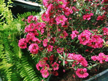 Close-up of pink flowers