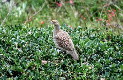 Close-up of bird perching on plant