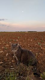 View of a cat on field