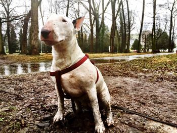 Dog standing on tree trunk