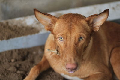 Close-up portrait of dog