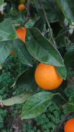 Close-up of orange fruit on tree