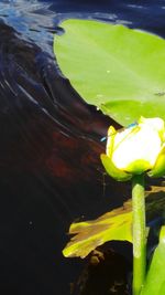 Close-up of lotus water lily in lake