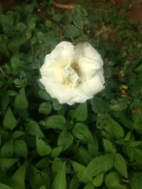 Close-up of white rose blooming outdoors