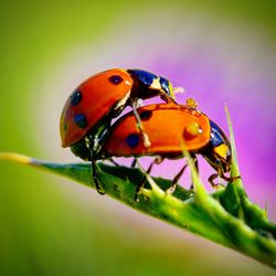 Close-up of ladybug on leaf