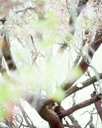 Low angle view of cherry blossom tree in forest