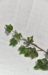 High angle view of leaves against white background