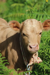 Lying calf in the meadow 