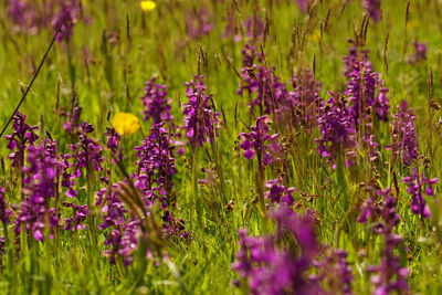 Close-up of purple flowering plants on field