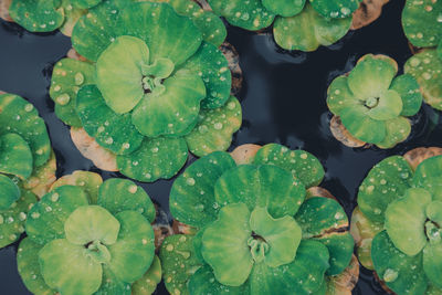 Full frame shot of lotus water lily