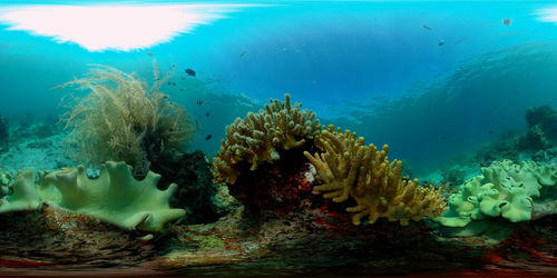 sea