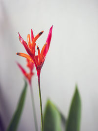 Close-up of red flowering plant