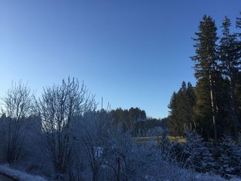 Trees against clear sky