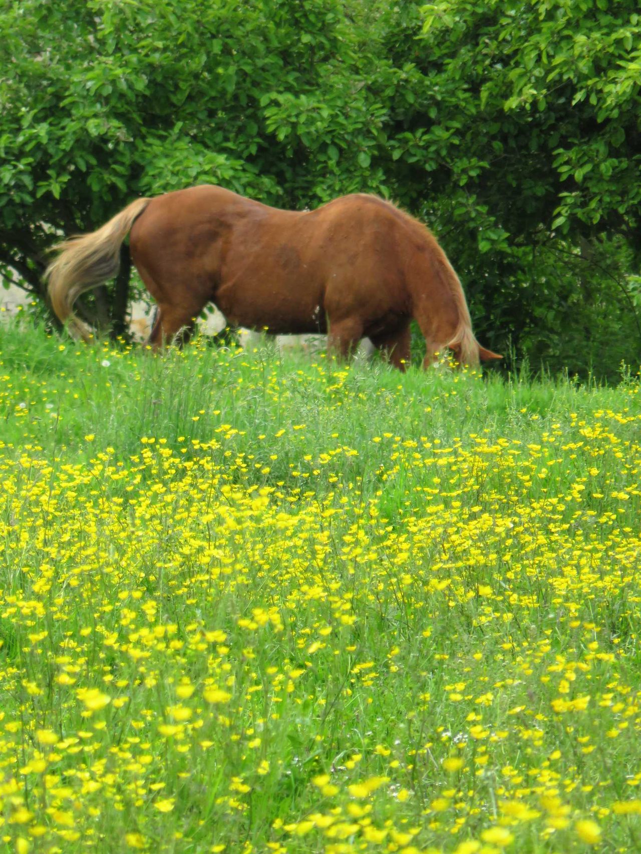 Horse pasturing