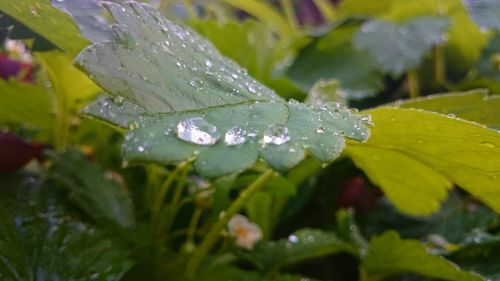 Close-up of raindrops on leaves