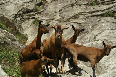 Low angle view of goats on rock