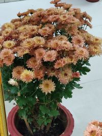 High angle view of flowering plants on potted plant