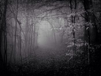 Bare trees in forest