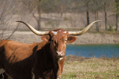 Portrait of a horse on field