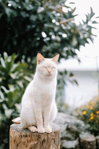 Cat sitting on wood against trees