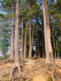 View of pine trees in forest