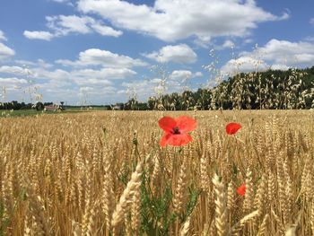 Scenic view of field against sky