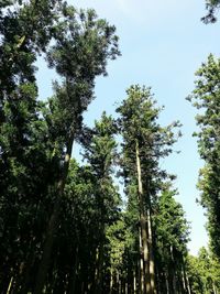 Low angle view of trees against sky