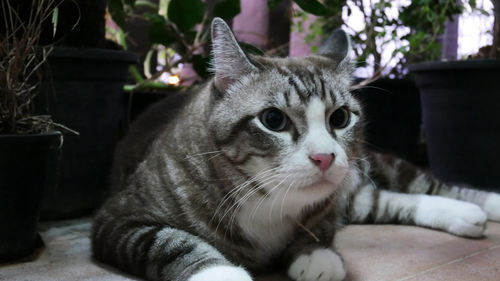 Close-up portrait of a cat looking away