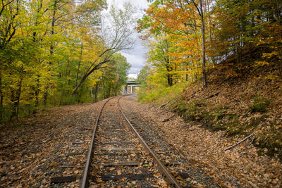 Railroad tracks amidst trees in forest