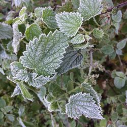 Close-up of frozen plant during winter