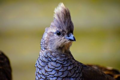 Close-up of a bird looking away