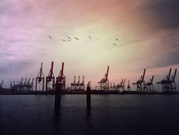 Bird flying over harbour