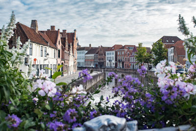 Purple flowering plants and buildings against sky