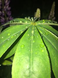 Close-up of water drops on plant