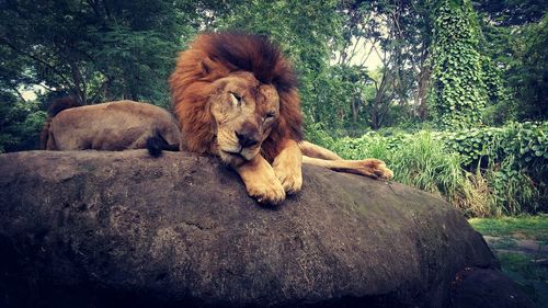 Lion relaxing on tree