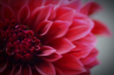 Close-up of dahlia