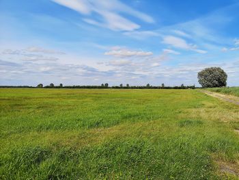 Scenic view of field against sky