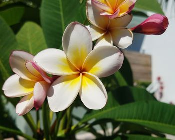 Close-up of frangipani blooming outdoors