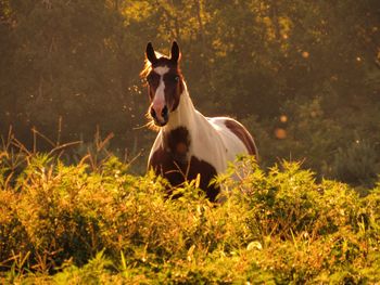 Horse in a field