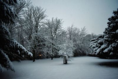 Trees on snow covered land