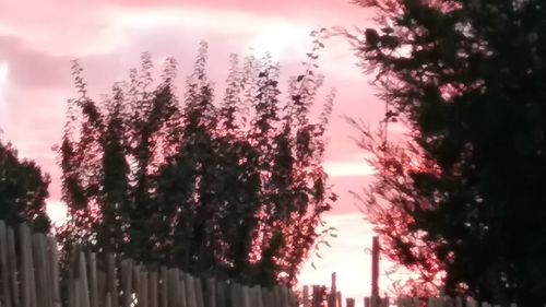 Low angle view of trees against sky