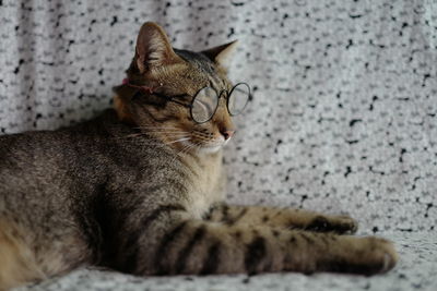 Close-up of a cat resting