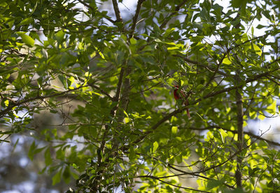 Low angle view of tree