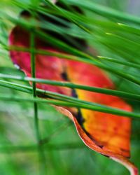 Close-up of leaves