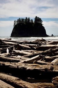 Driftwoods at beach on sunny day